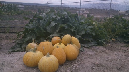 calabaza