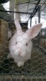 /album/fotogaleria/conejo-jpg1/